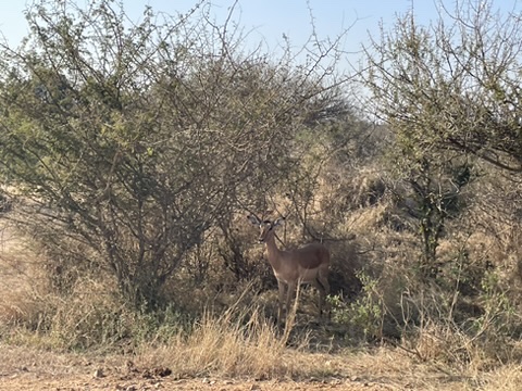Kruger National Park, South Africa